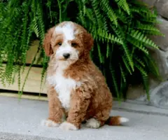 Meet Pepsi, a playful F1B Mini Goldendoodle puppy!